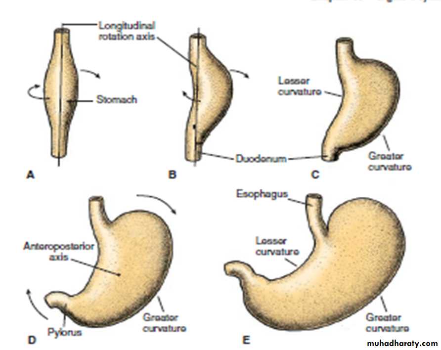 Digestive System