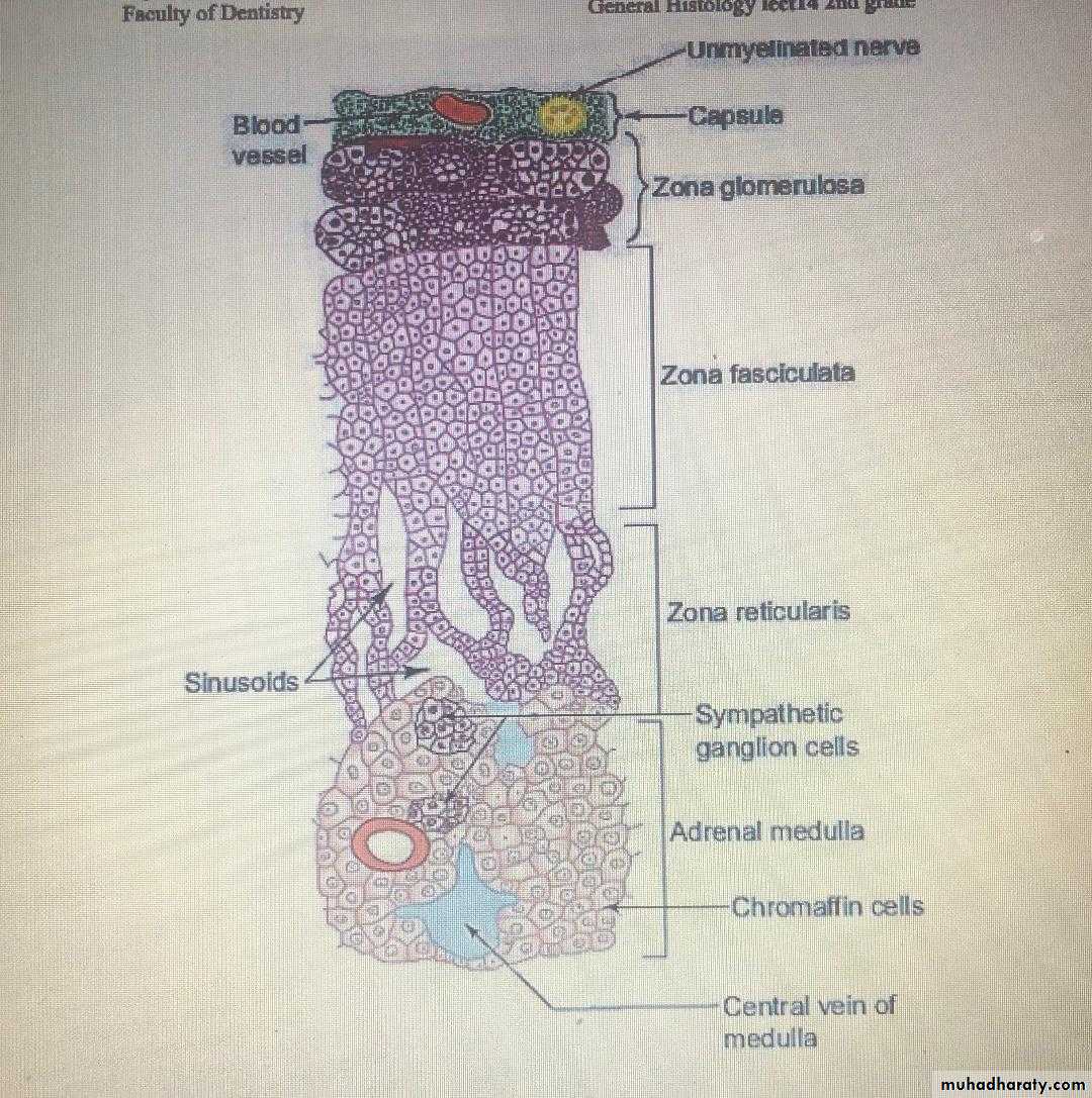 Adrenal Gland