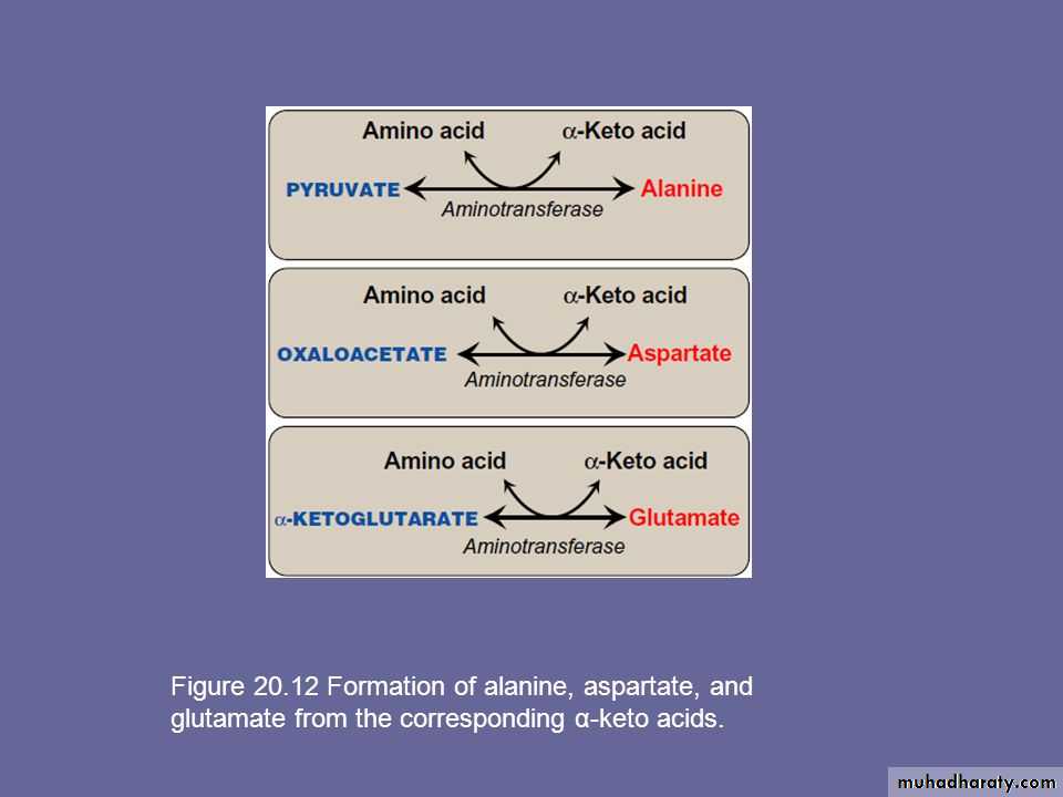 Biosynthesis of Nonessential Amino Acids