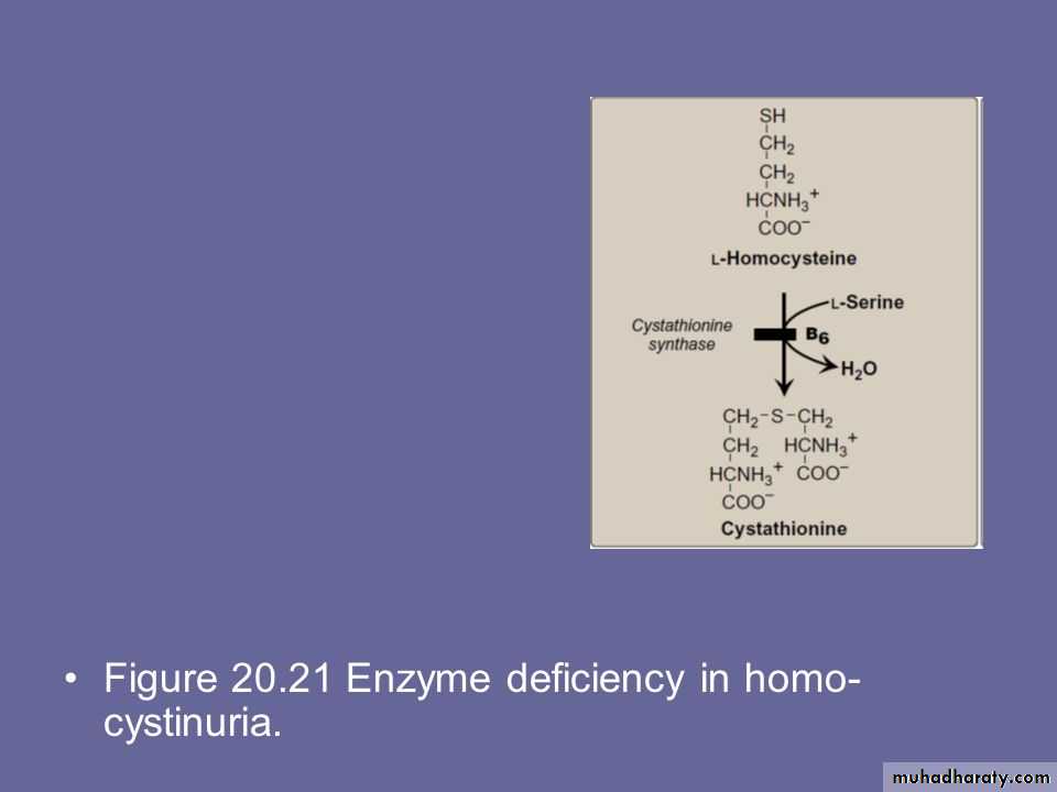 Biosynthesis of Nonessential Amino Acids