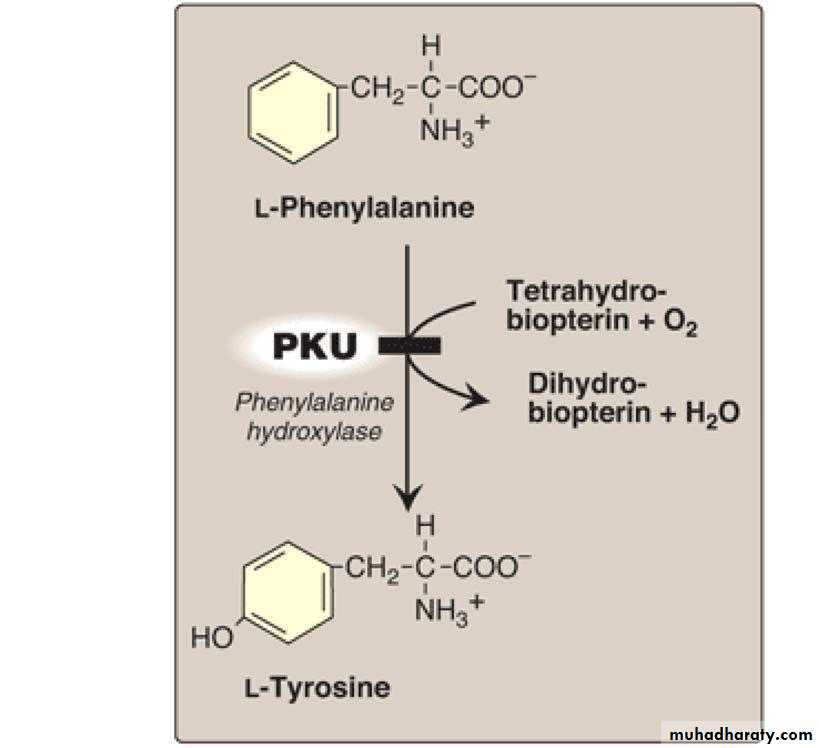 Biosynthesis of Nonessential Amino Acids