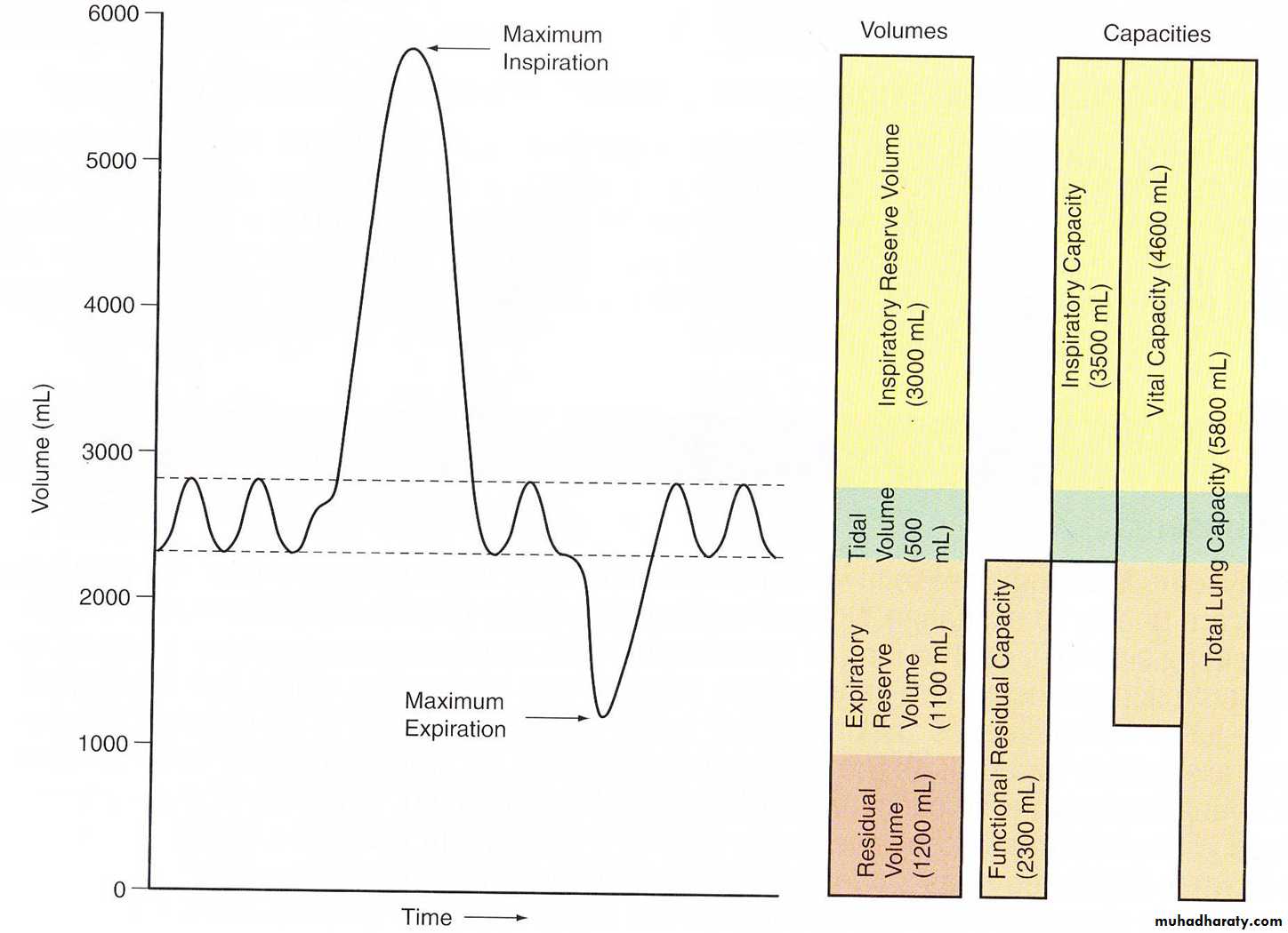 Pulmonary Functions Test
