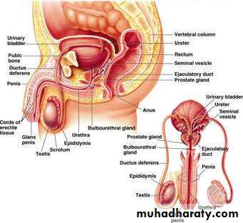 Male Reproductive System