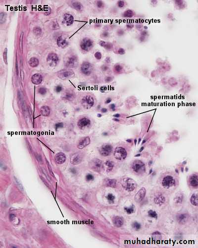 Male Reproductive System
