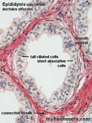 Male Reproductive System