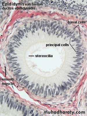 Male Reproductive System