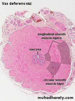 Male Reproductive System