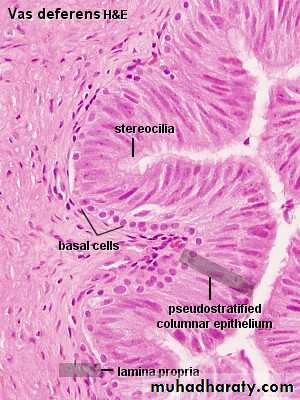 Male Reproductive System