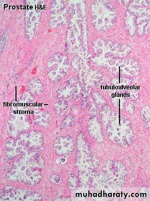 Male Reproductive System