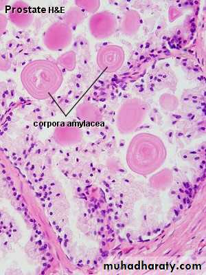Male Reproductive System