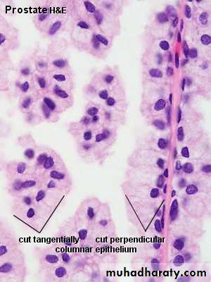 Male Reproductive System