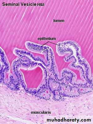 Male Reproductive System
