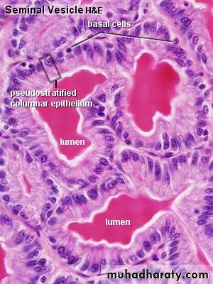 Male Reproductive System