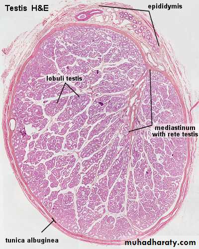 Male Reproductive System