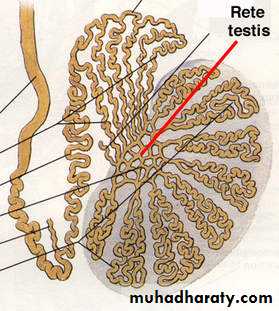 Male Reproductive System