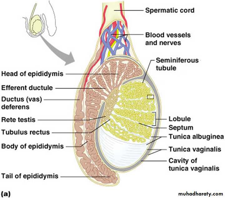 Male Reproductive System
