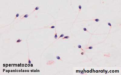 Male Reproductive System
