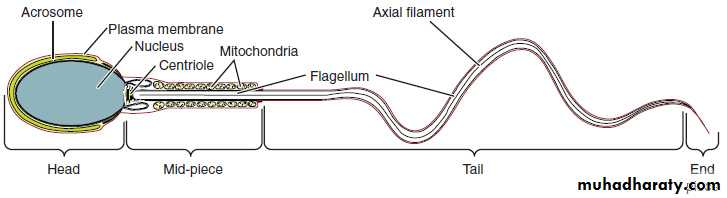Male Reproductive System