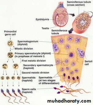 Male Reproductive System