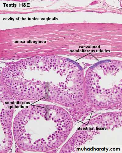 Male Reproductive System