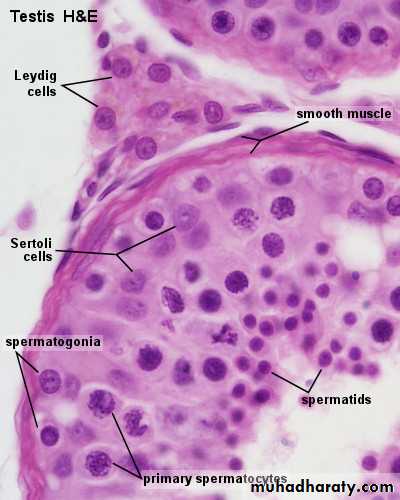 Male Reproductive System