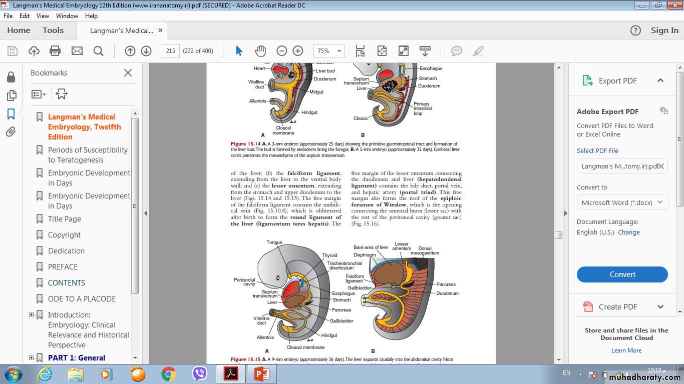 Digestive System 2