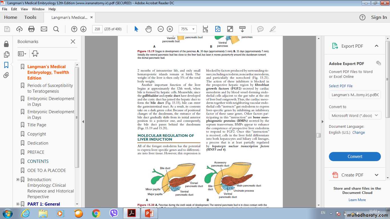 Digestive System 2