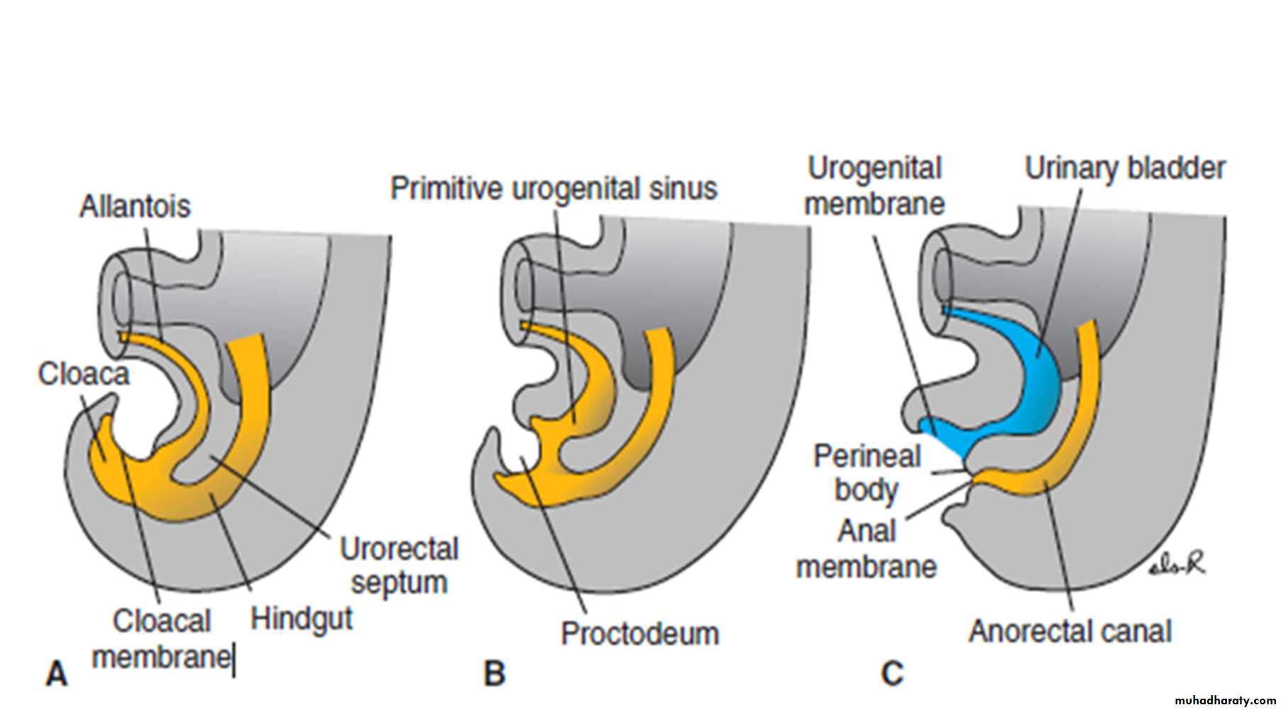 Digestive System 2