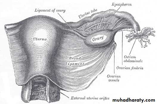 Pelvis