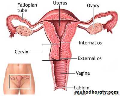 Pelvis