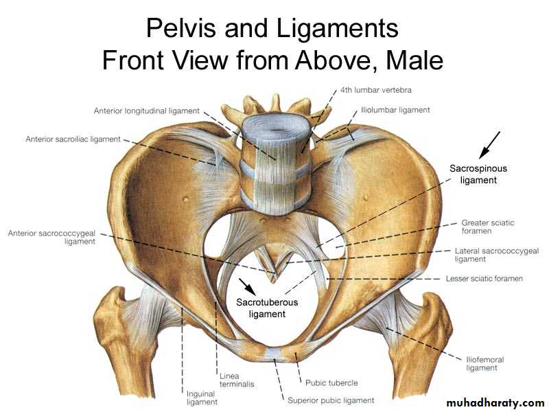 Pelvis
