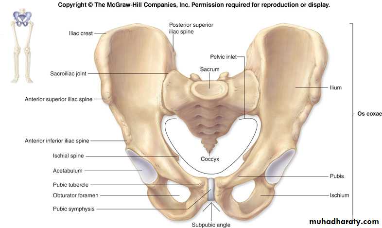 Pelvis