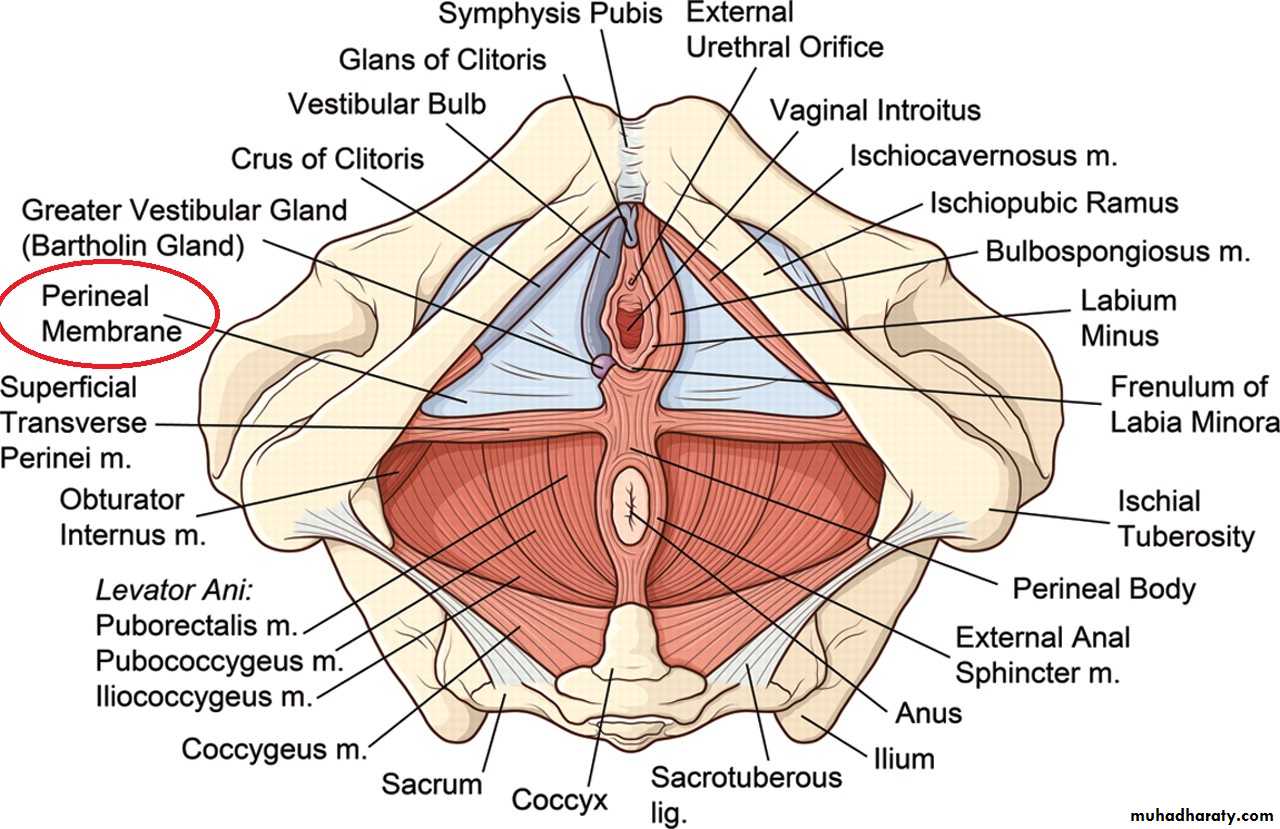 Pelvis