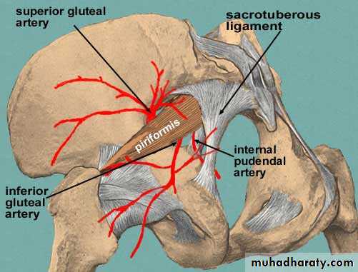 Pelvis