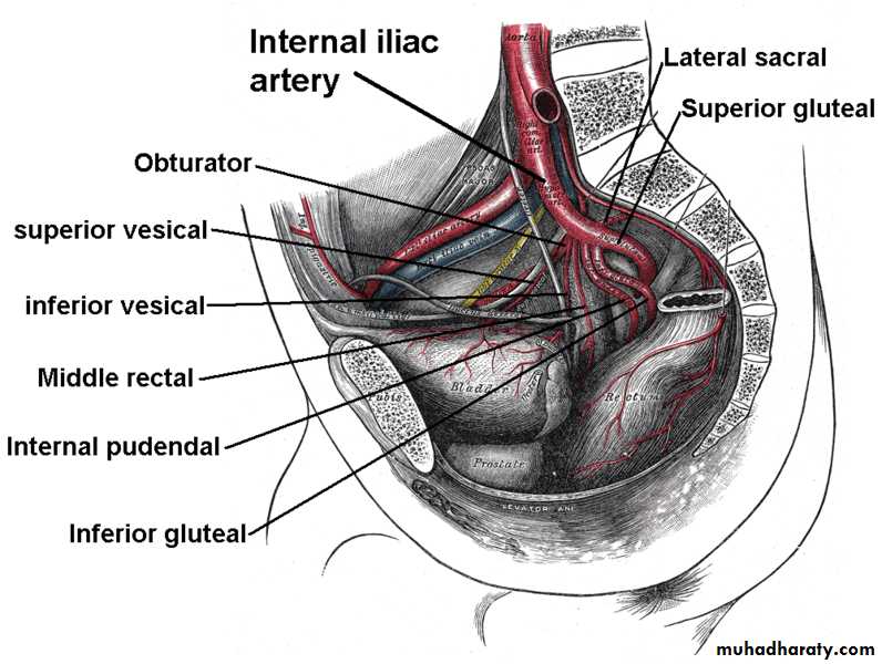 Pelvis