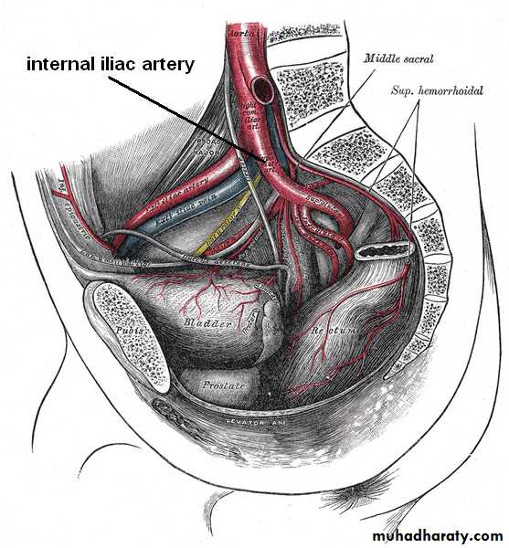 Pelvis