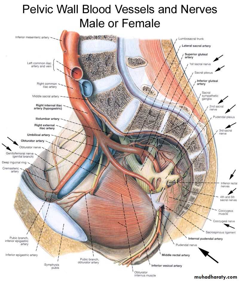 Pelvis
