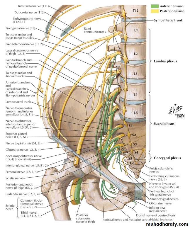 Pelvis