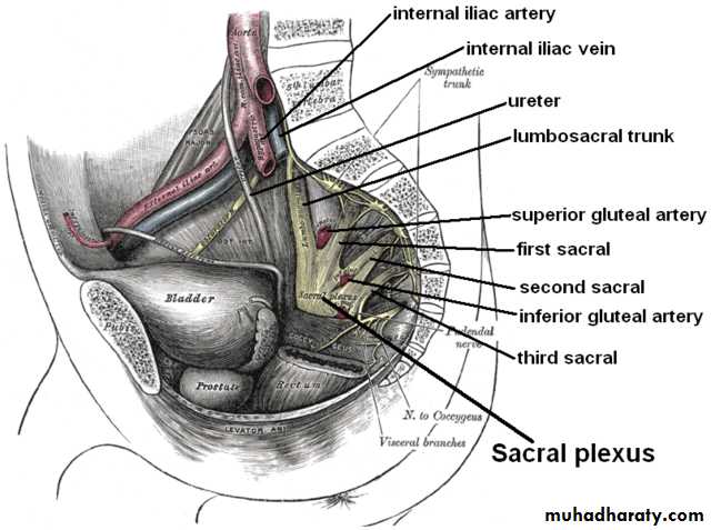 Pelvis