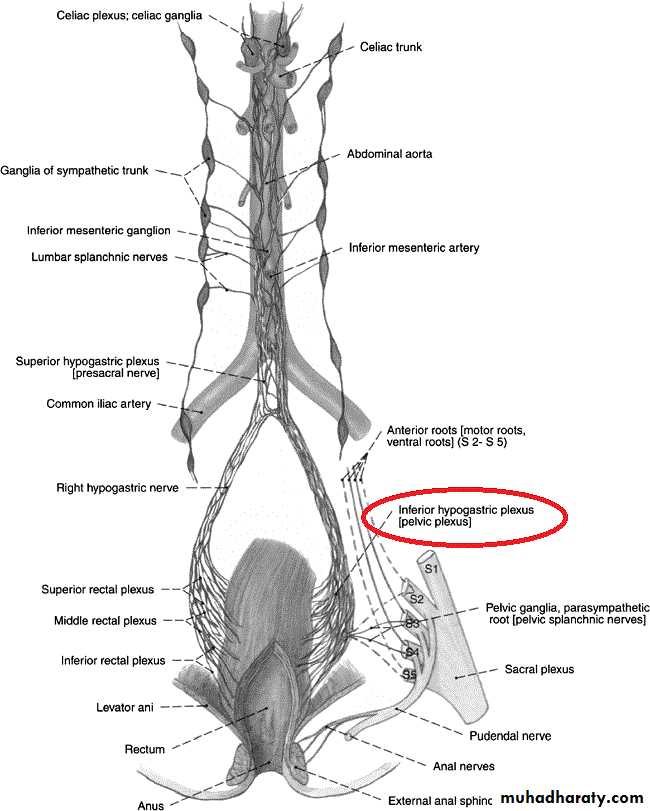 Pelvis