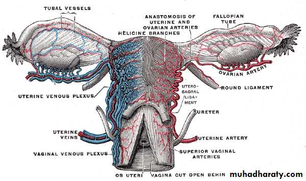 Pelvis