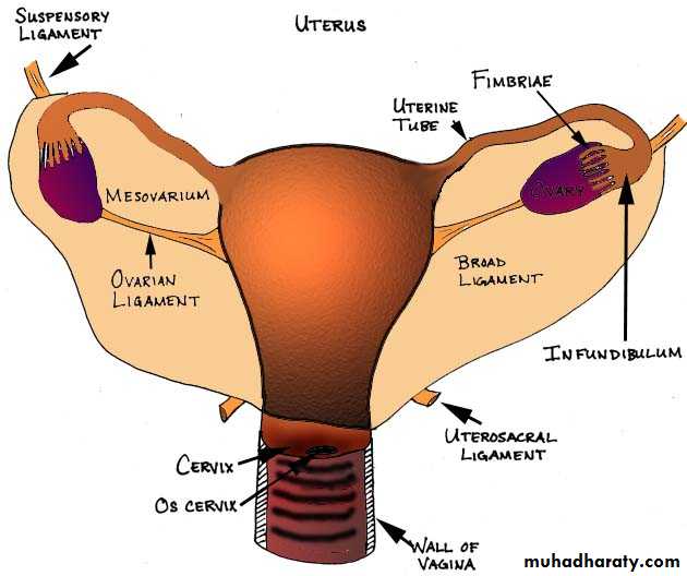 Pelvis