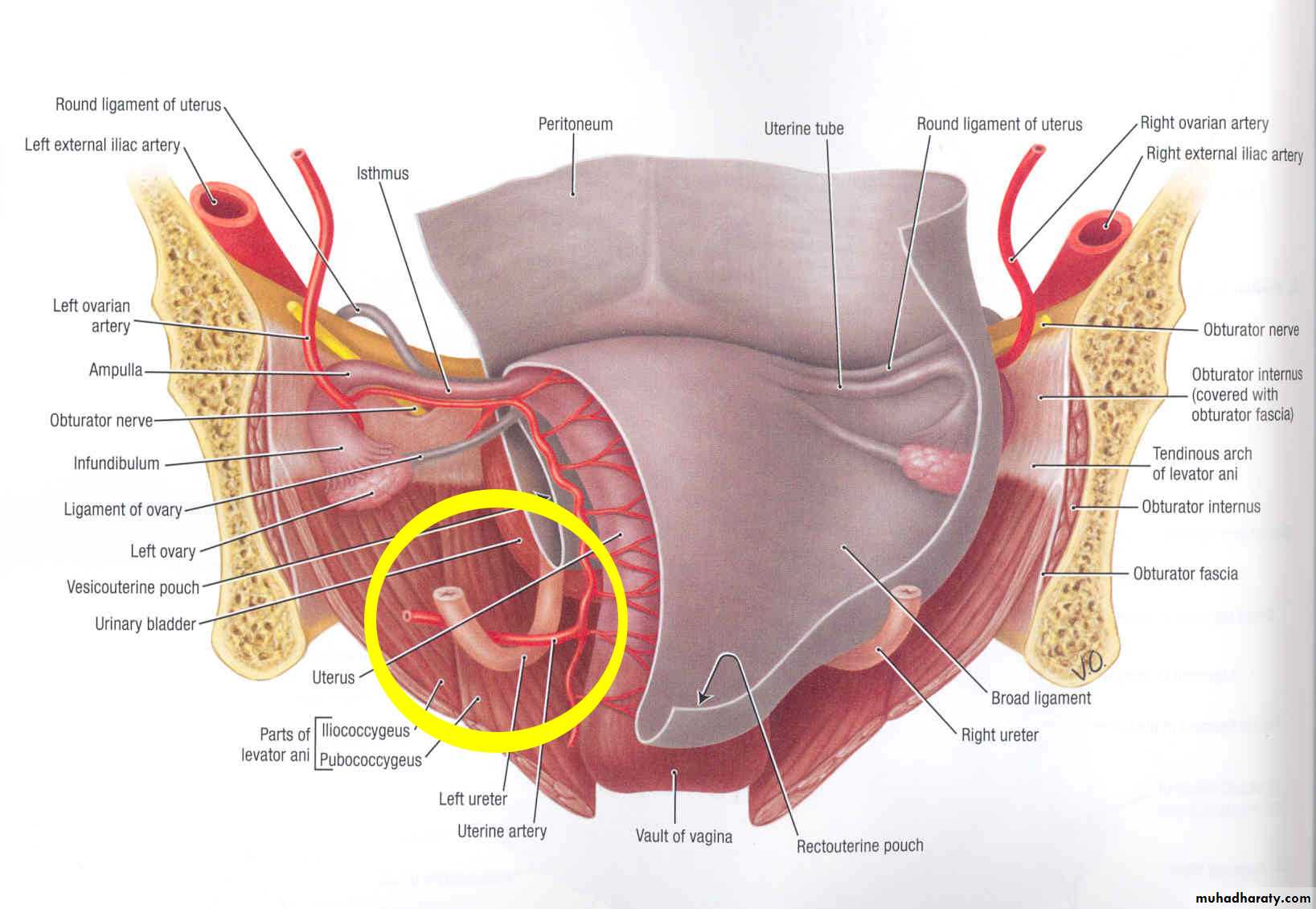 Pelvis