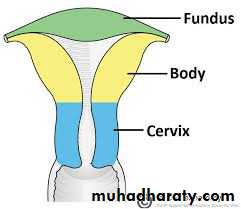 Pelvis