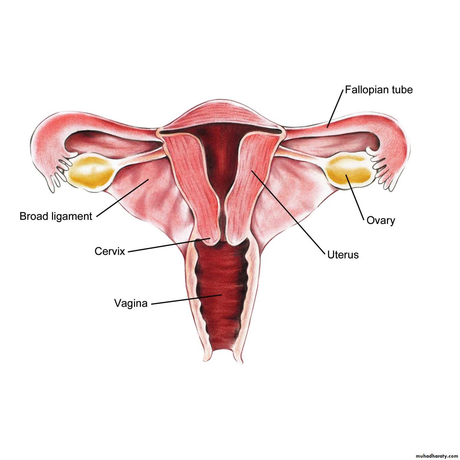 Pelvis