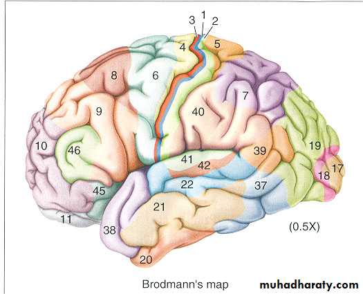 Cerebrum 2