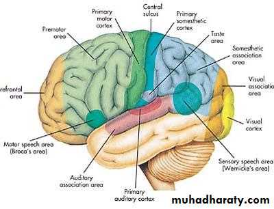 Cerebrum 2
