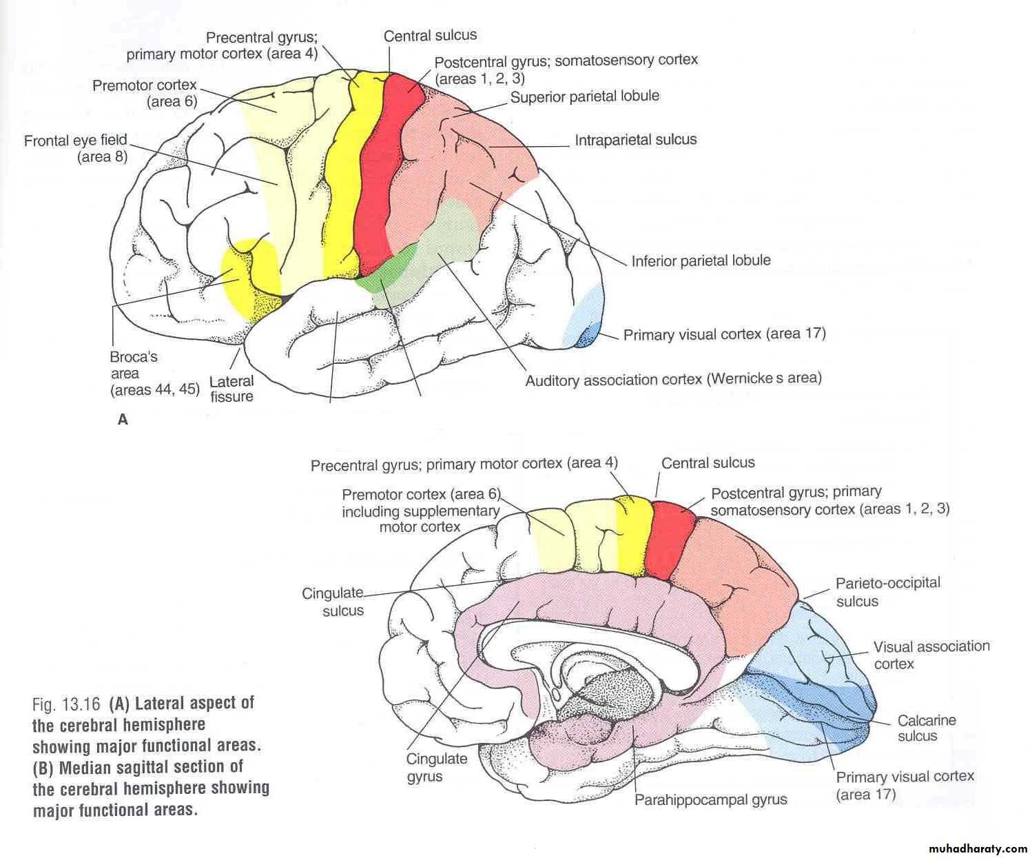 Cerebrum 2