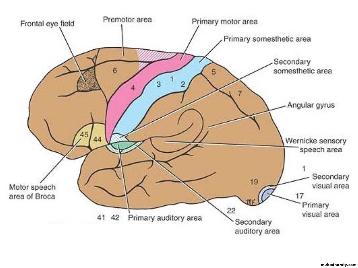 Cerebrum 2