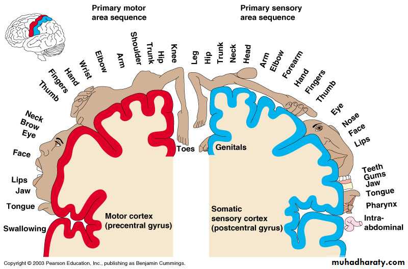 Cerebrum 2